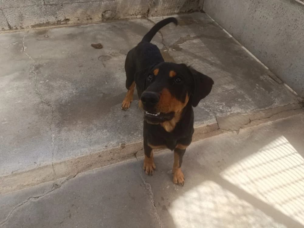 HADES, male mixed breed for adoption at SPA La Roche-sur-Yon, Roche Sur Yon