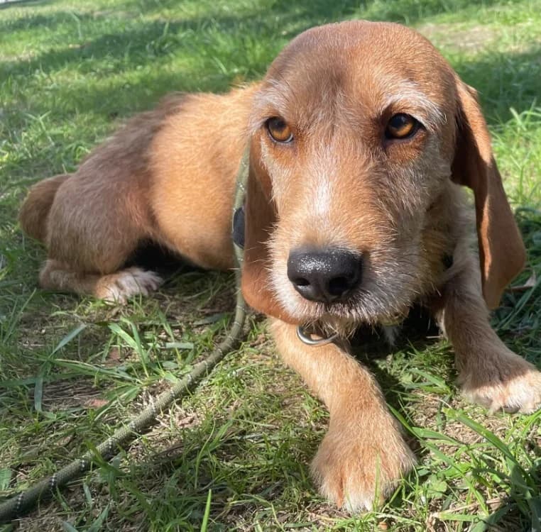 BULMA A TROUVE SA FAMILLE, female 3yo Mixed Breed for adoption at SPA La Roche-sur-Yon, Roche Sur Yon