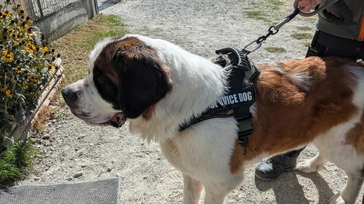 THIA, female 3yo Saint Bernard for adoption at SPA La Roche-sur-Yon, Roche Sur Yon