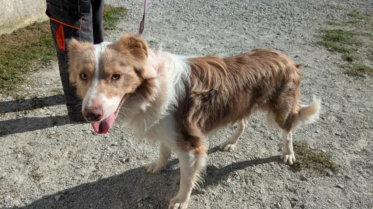 VINO, male young Bull Terrier for adoption at SPA La Roche-sur-Yon, Roche Sur Yon