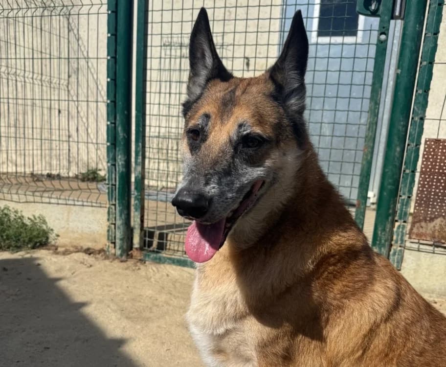 NOUCK, male 7yo Belgian Malinois for adoption at SPA La Roche-sur-Yon, Roche Sur Yon