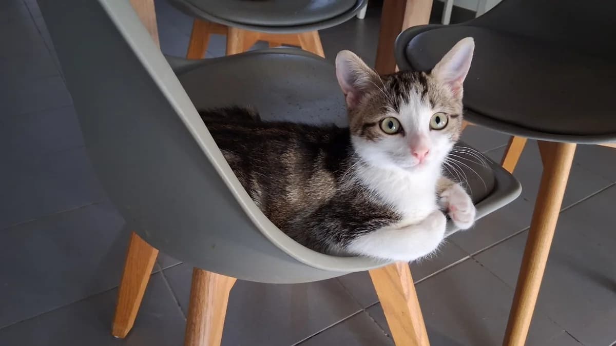 TREFLE (a trouvé sa famille), male Mixed Breed for adoption at SPA La Roche-sur-Yon, Roche Sur Yon