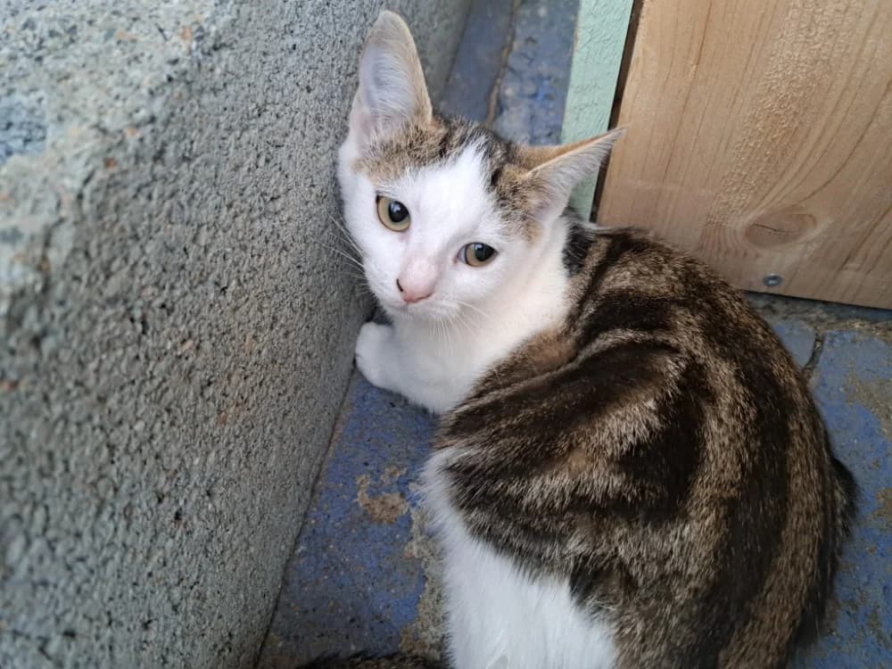 MAGGIE, female mixed breed for adoption at SPA La Roche-sur-Yon, Roche Sur Yon