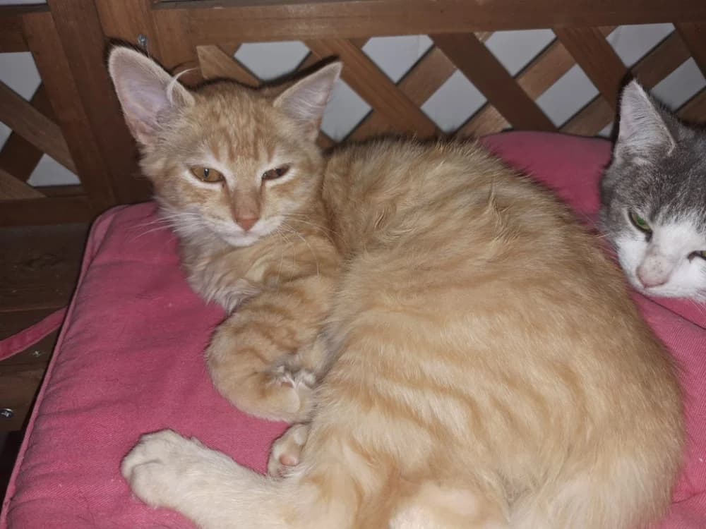 BART(a trouvé sa famille), male Mixed Breed for adoption at SPA La Roche-sur-Yon, Roche Sur Yon