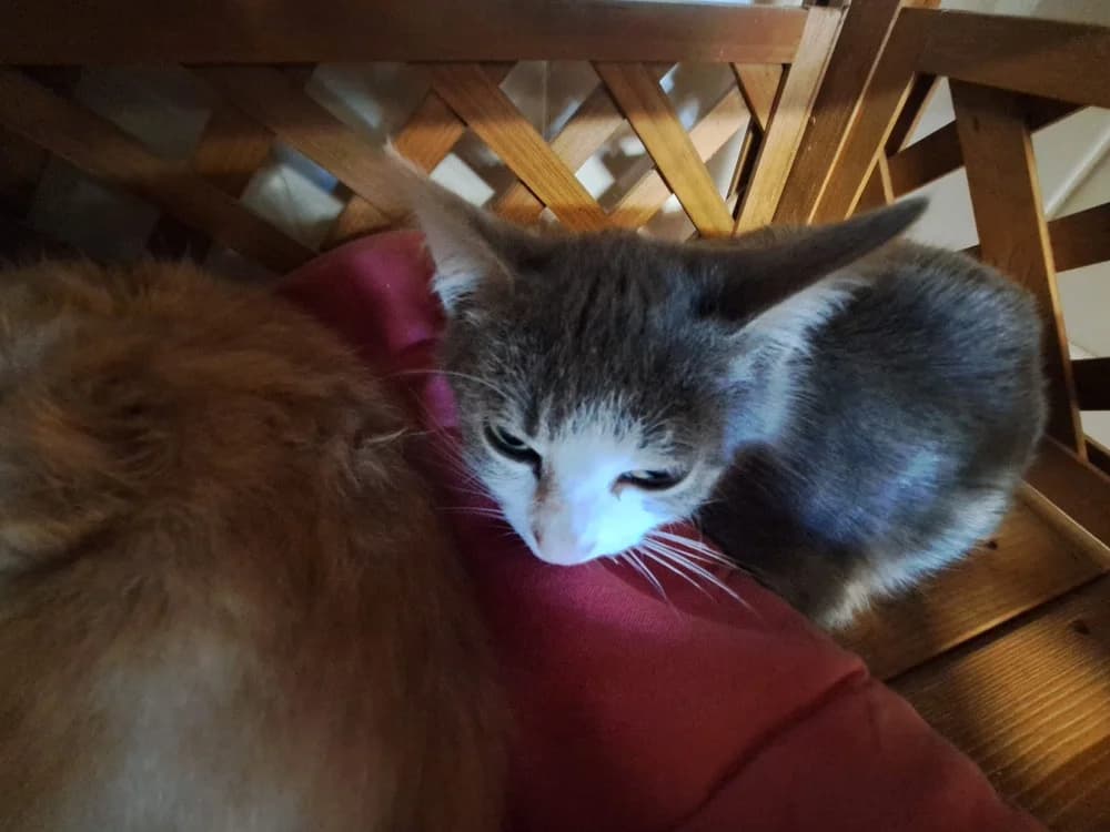 NED (A TROUVE SA FAMILLE), male Mixed Breed for adoption at SPA La Roche-sur-Yon, Roche Sur Yon