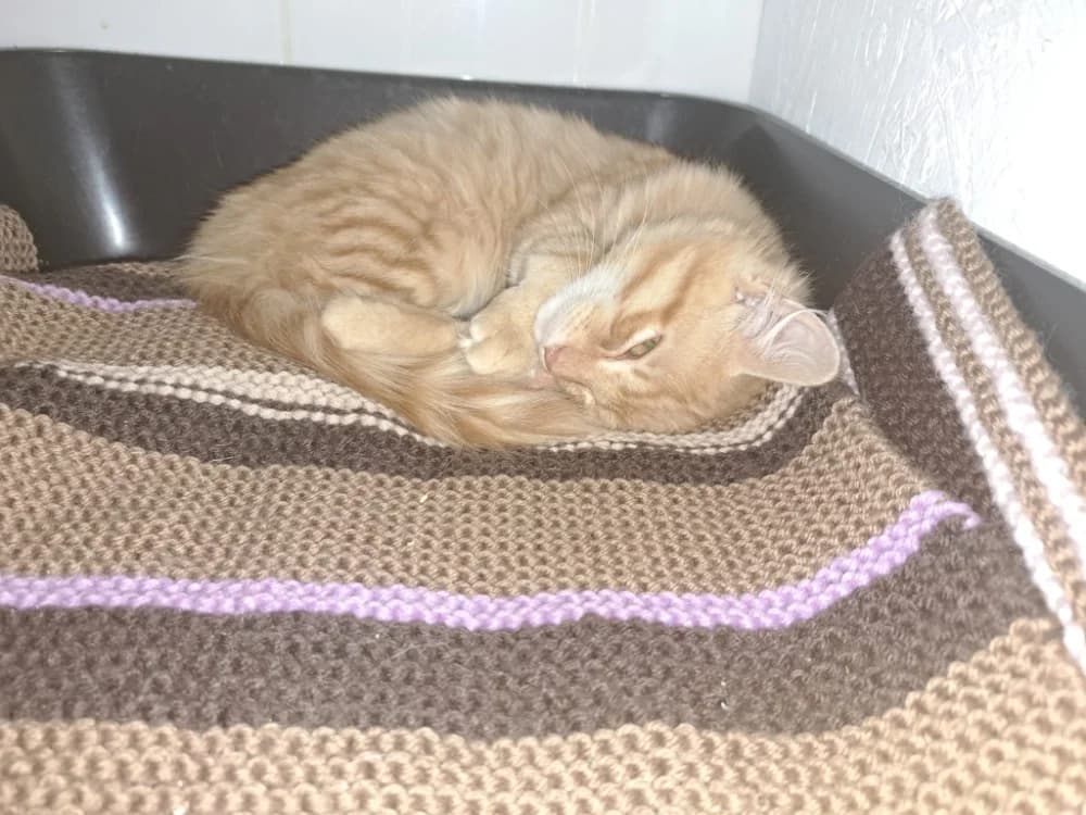 HOMER (A TROUVE SA FAMILLE), male Mixed Breed for adoption at SPA La Roche-sur-Yon, Roche Sur Yon