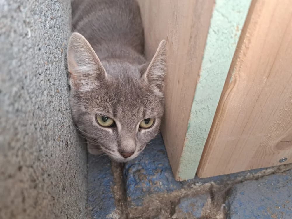 SKINNER ( A TROUVE SA FAMILLE), male Mixed Breed for adoption at SPA La Roche-sur-Yon, Roche Sur Yon