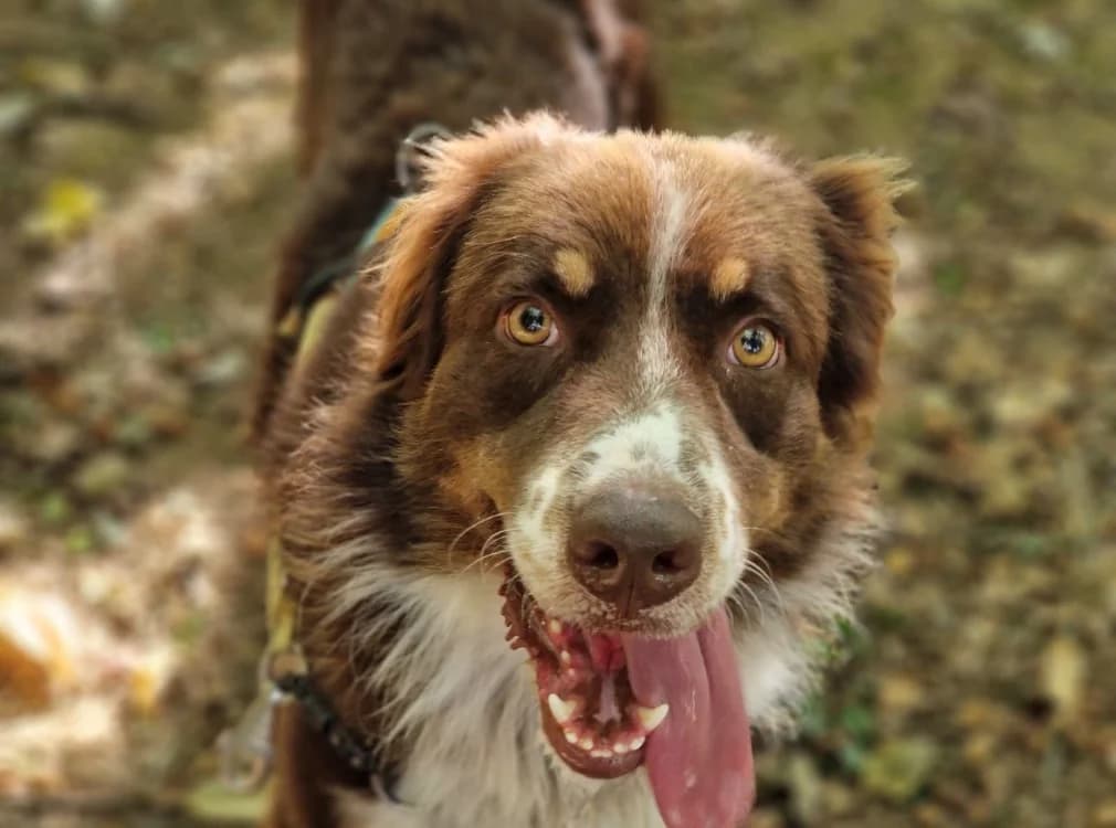 THOR ( A TROUVE SA FAMILLE), male 3yo Australian Shepherd for adoption at SPA La Roche-sur-Yon, Roche Sur Yon