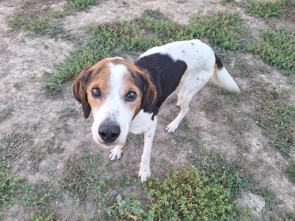 LOOKY ( A TROUVE SA FAMILLE), male Beagle for adoption at SPA La Roche-sur-Yon, Roche Sur Yon