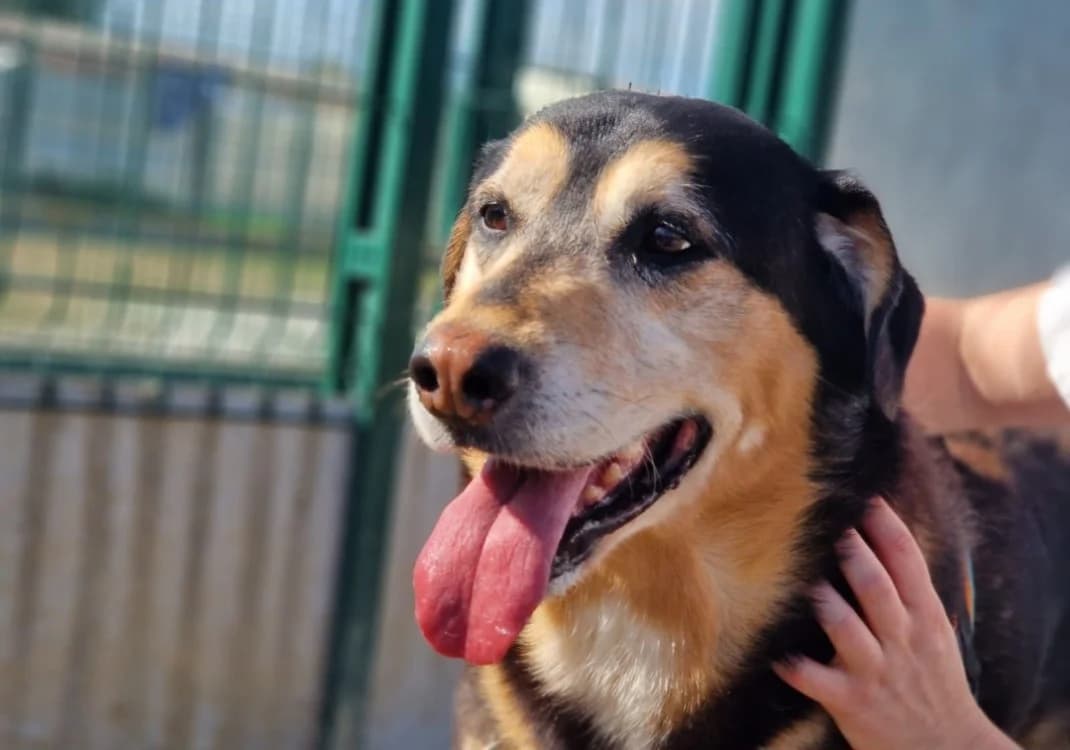LOU, male senior Labrador Retriever for adoption at SPA La Roche-sur-Yon, Roche Sur Yon