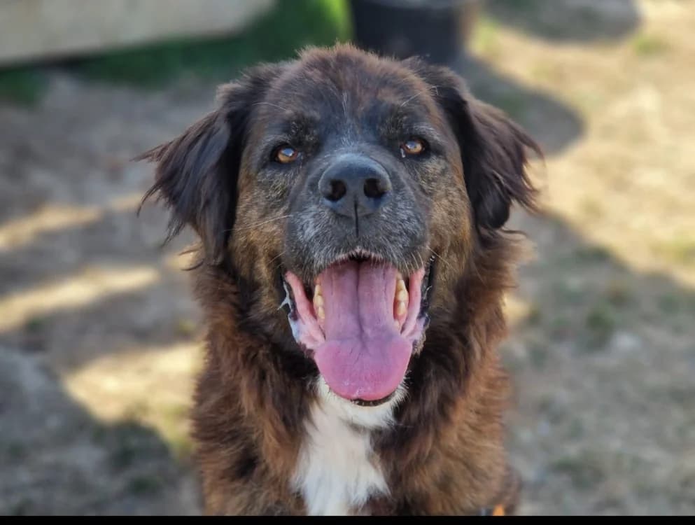 NINA (A TROUVE SA FAMILLE), female senior mixed breed for adoption at SPA La Roche-sur-Yon, Roche Sur Yon
