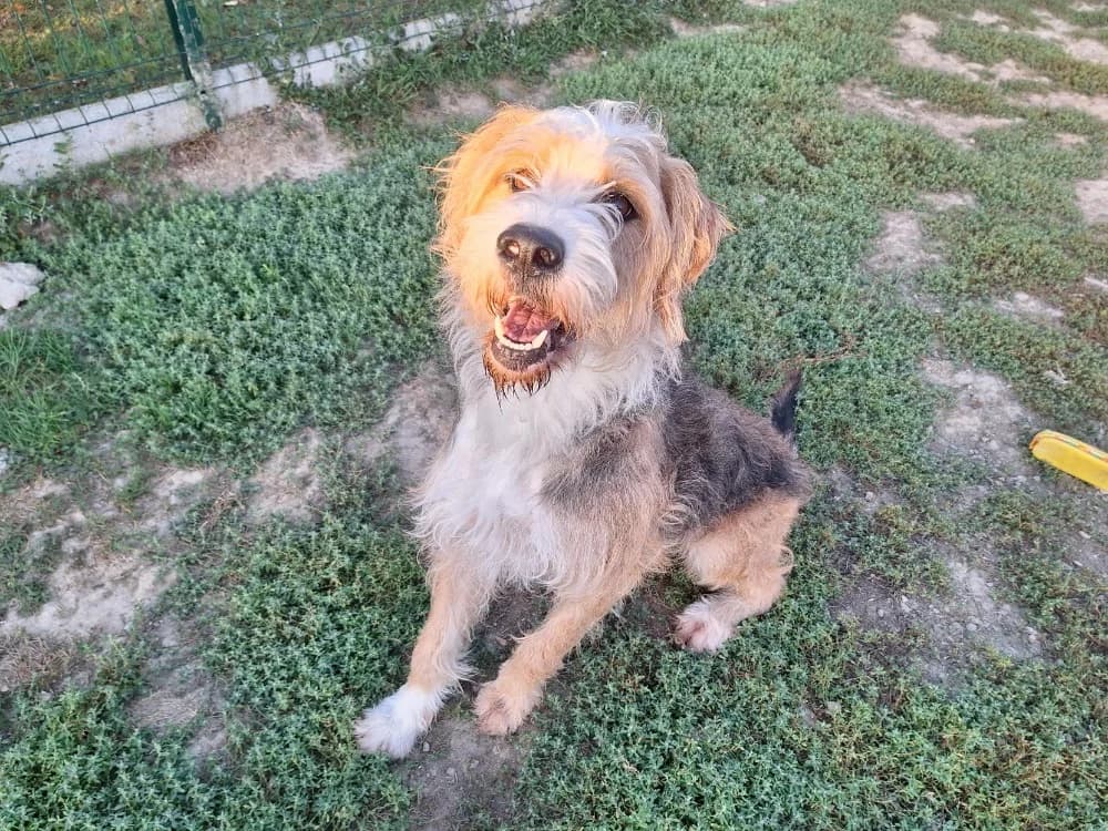 STITCH ( A TROUVE SA FAMILLE), male 5yo Mixed Breed for adoption at SPA La Roche-sur-Yon, Roche Sur Yon