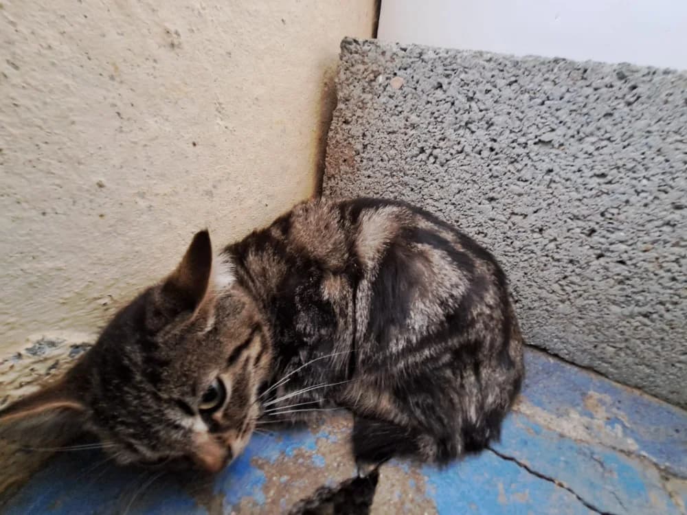 KRUSTY ( A TROUVE SA FAMILLE), male Mixed Breed for adoption at SPA La Roche-sur-Yon, Roche Sur Yon