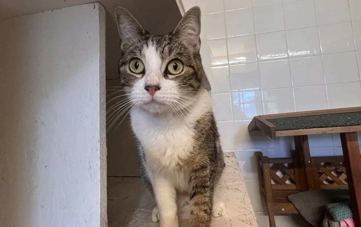 CHICHI, female 5yo mixed breed for adoption at SPA La Roche-sur-Yon, Roche Sur Yon
