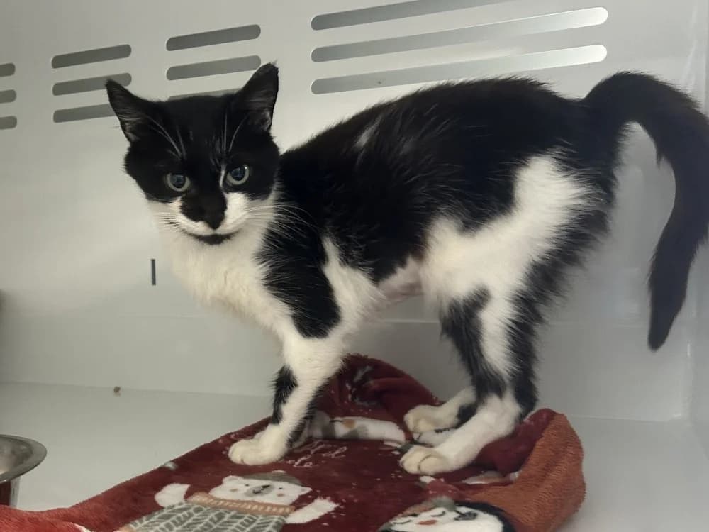 FLEE, female 5yo Mixed Breed for adoption at SPA La Roche-sur-Yon, Roche Sur Yon