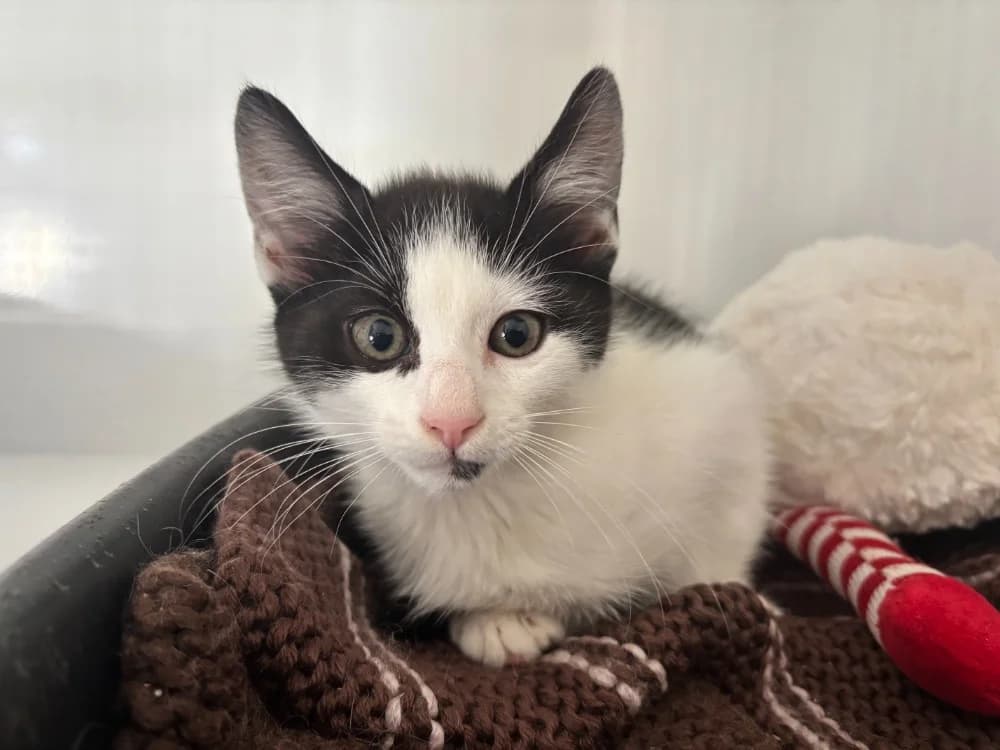 SUKI ( A TROUVE SA FAMILLE), female Mixed Breed for adoption at SPA La Roche-sur-Yon, Roche Sur Yon