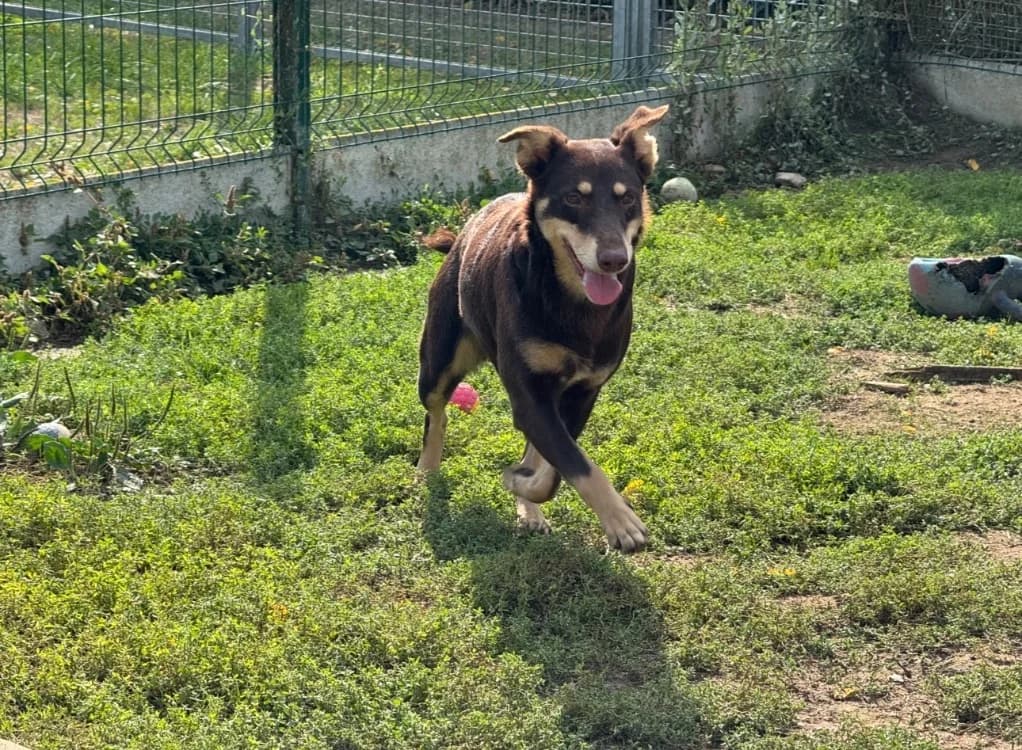 LYRA, female 6yo Mixed Breed for adoption at SPA La Roche-sur-Yon, Roche Sur Yon