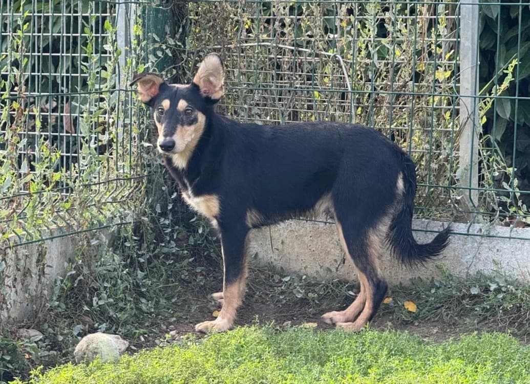 ORION, male young Mixed Breed for adoption at SPA La Roche-sur-Yon, Roche Sur Yon