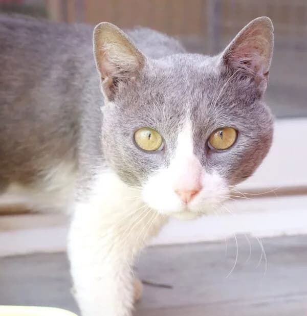 Abyss, male Mixed Breed for adoption at SPA Lagord / La Rochelle, Lagord