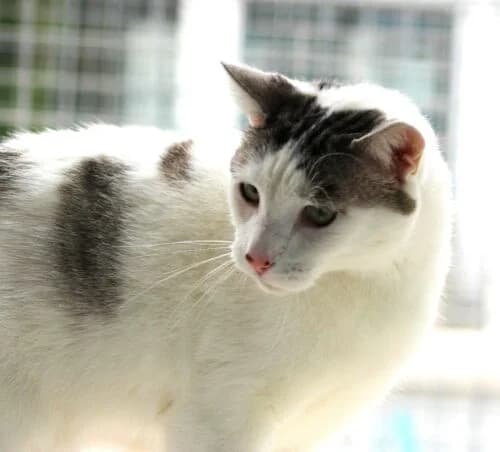Ozzy, male Mixed Breed for adoption at SPA Lagord / La Rochelle, Lagord