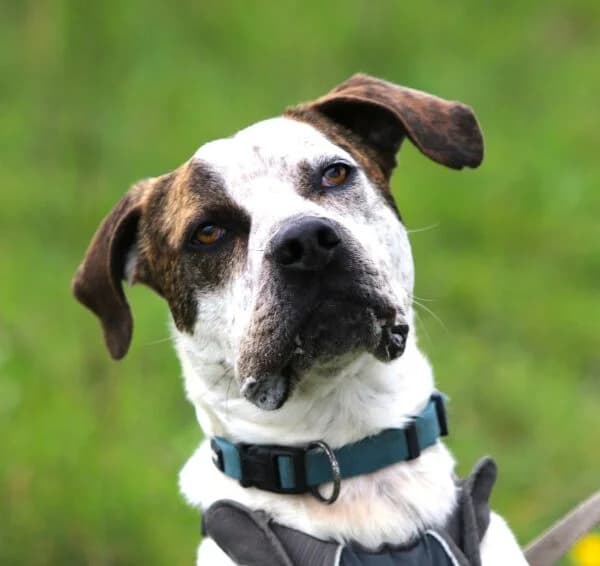 CANAILLE, male puppy Mixed Breed for adoption at SPA Lagord / La Rochelle, Lagord