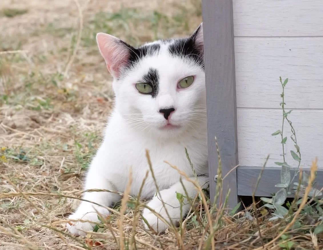 Demis, male Mixed Breed for adoption at SPA Lagord / La Rochelle, Lagord