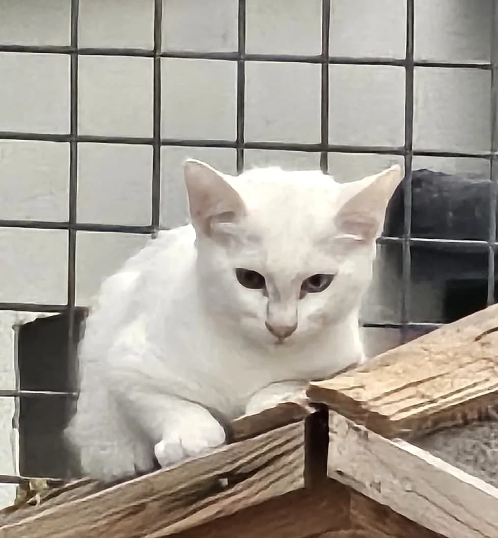 Flaque, female Mixed Breed for adoption at SPA Lagord / La Rochelle, Lagord