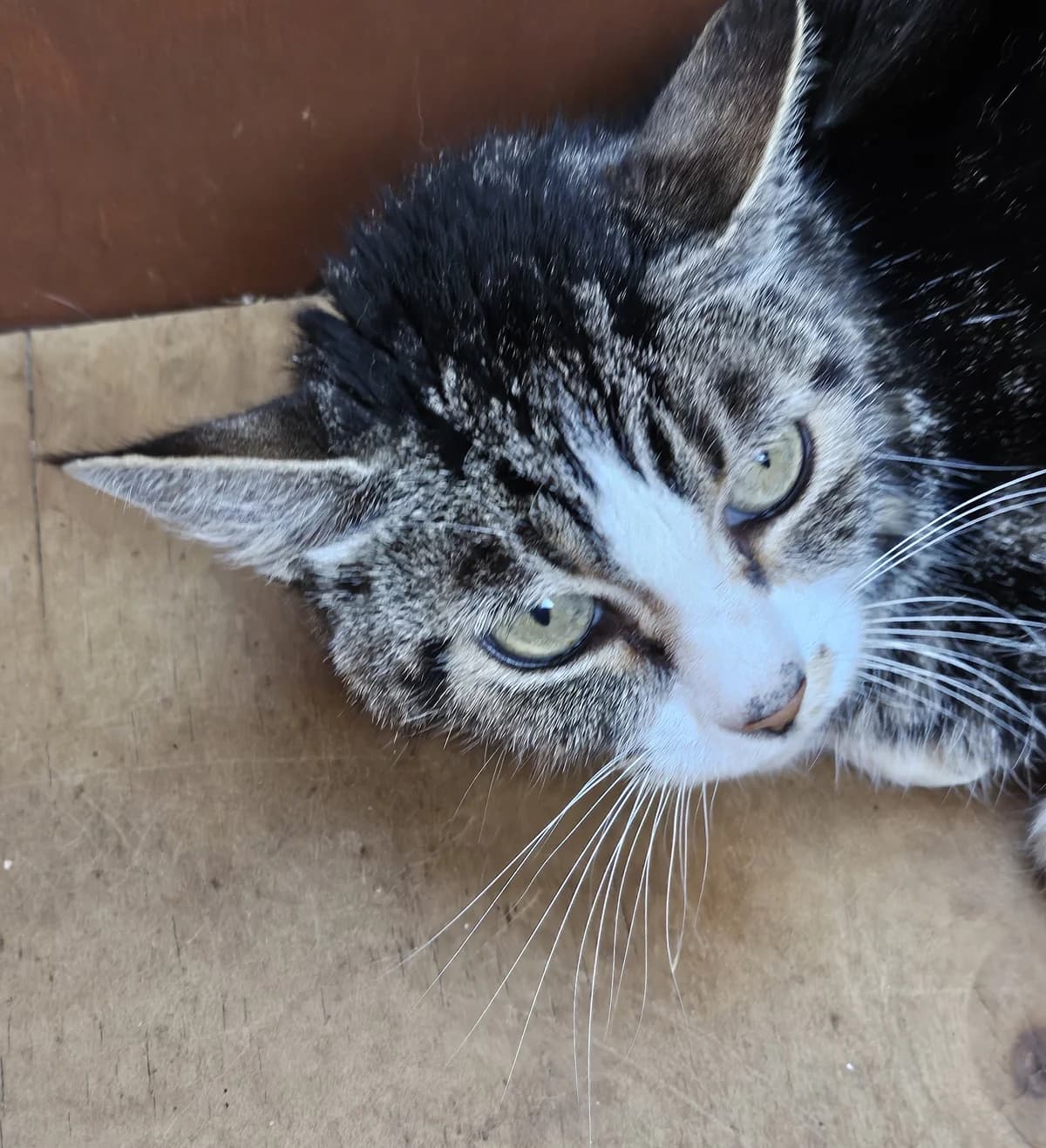 Herta, female Mixed Breed for adoption at SPA Lagord / La Rochelle, Lagord