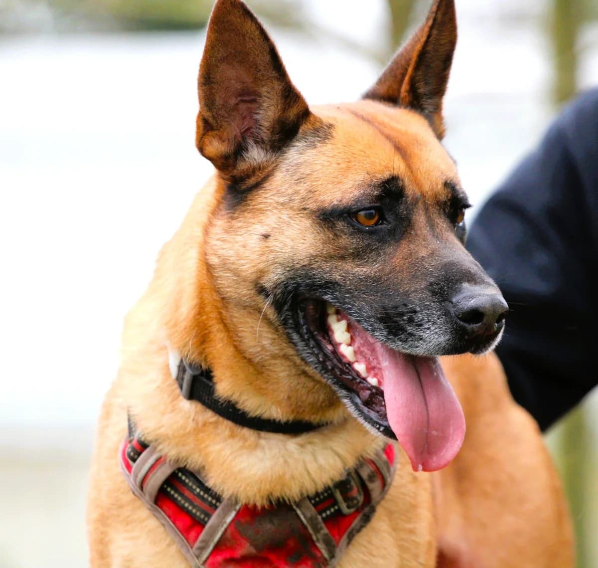 LAYON, male Belgian Malinois for adoption at SPA Lagord / La Rochelle, Lagord