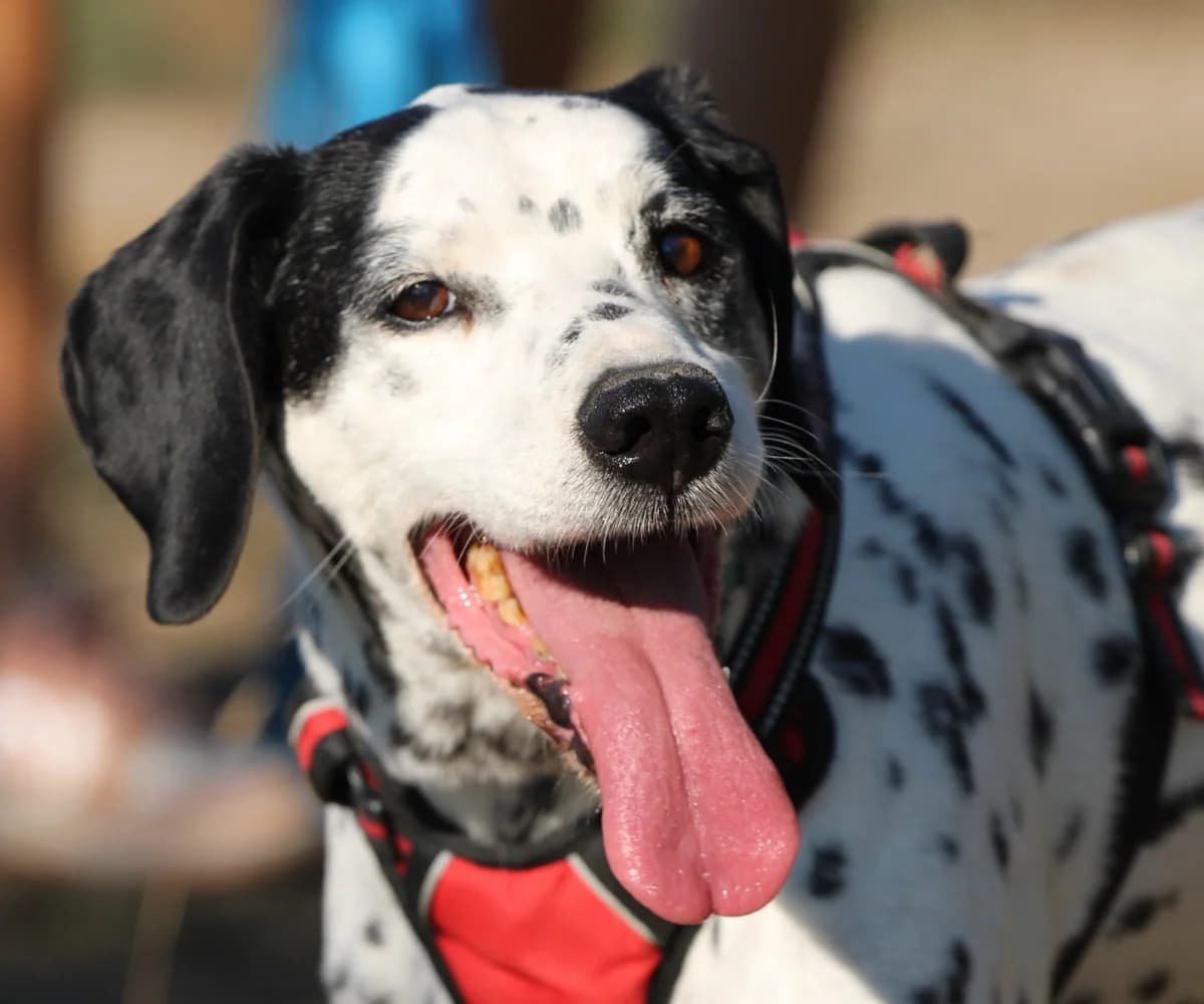 LUCKY – SOS, male 4yo Mixed Breed for adoption at SPA Lagord / La Rochelle, Lagord