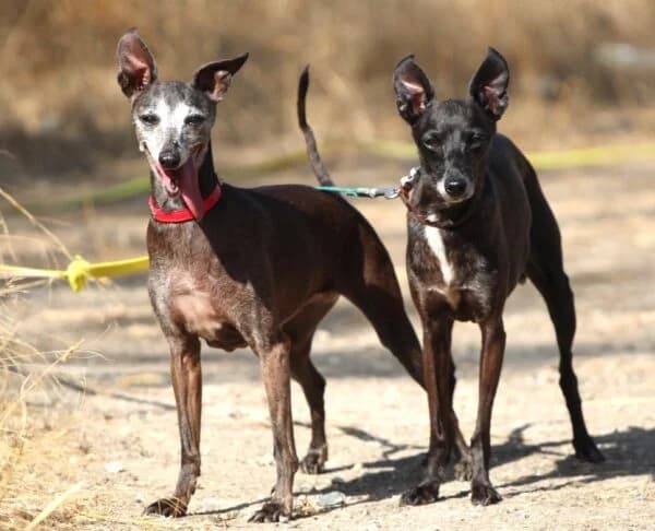 LUTECE ET JADE – SOS, female Mixed Breed for adoption at SPA Lagord / La Rochelle, Lagord