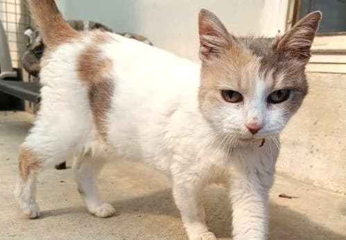 Mai – SOS, female Mixed Breed for adoption at SPA Lagord / La Rochelle, Lagord