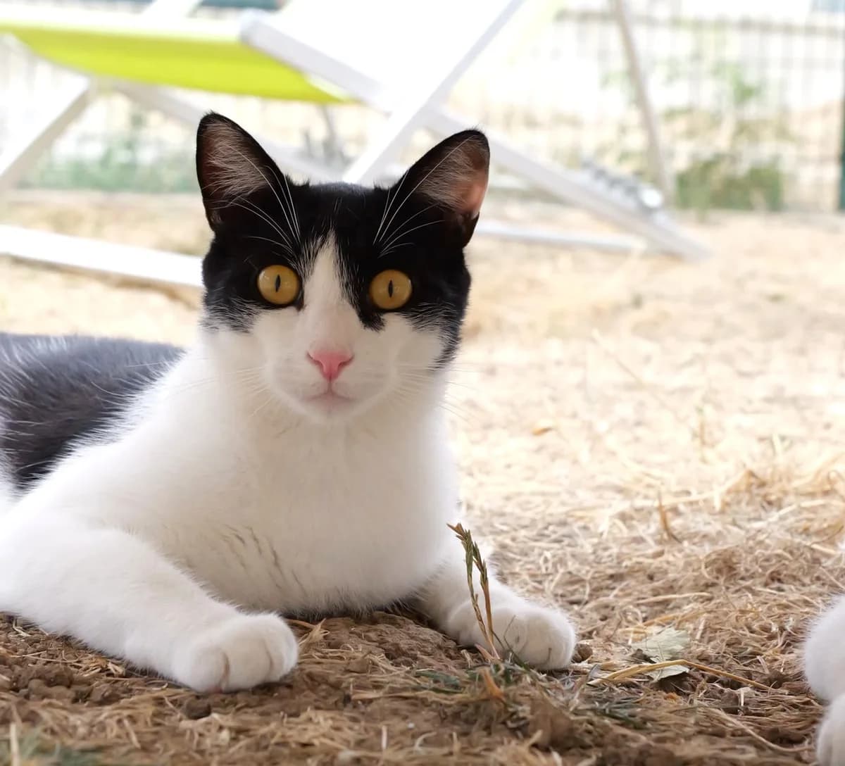 Malou, male Mixed Breed for adoption at SPA Lagord / La Rochelle, Lagord