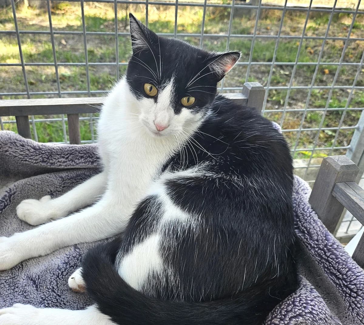 Malou, male Mixed Breed for adoption at SPA Lagord / La Rochelle, Lagord