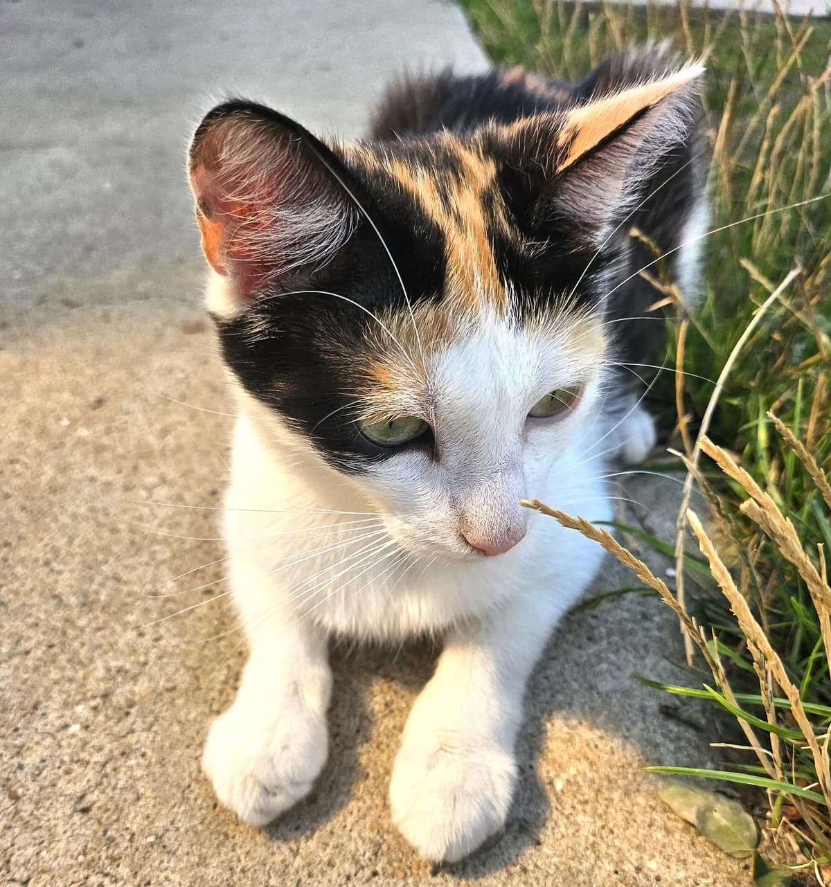 Mamoune, female Mixed Breed for adoption at SPA Lagord / La Rochelle, Lagord