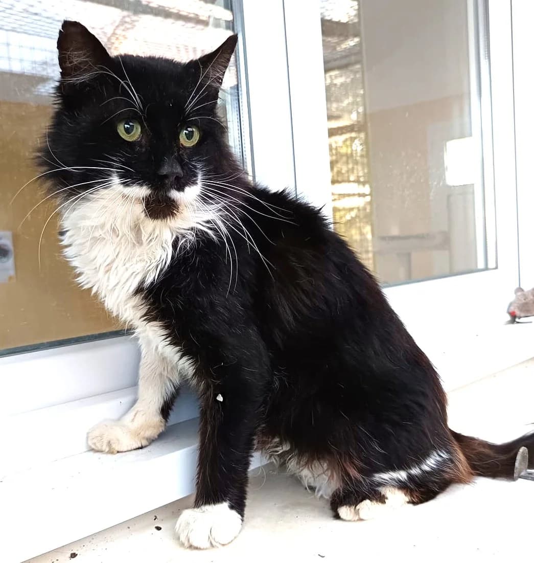 Mike, male Mixed Breed for adoption at SPA Lagord / La Rochelle, Lagord