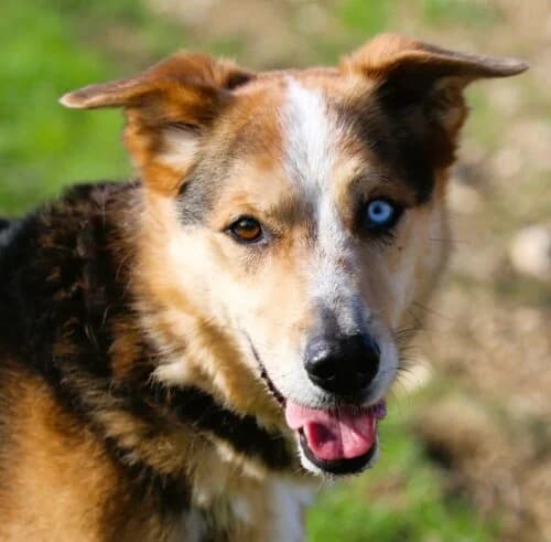 MOWGLI, male Mixed Breed for adoption at SPA Lagord / La Rochelle, Lagord