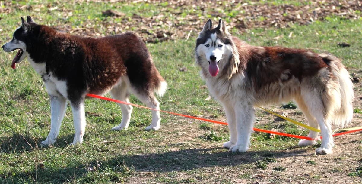 OKHMHAKA et PAWNEE, male Mixed Breed for adoption at SPA Lagord / La Rochelle, Lagord