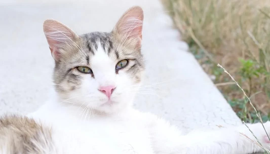 Opium, male Mixed Breed for adoption at SPA Lagord / La Rochelle, Lagord
