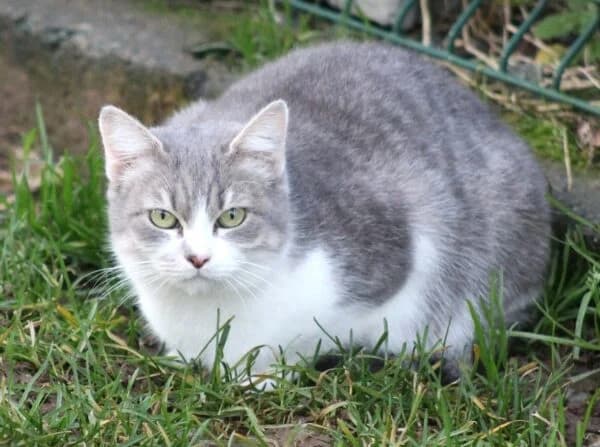 Pandora, female Mixed Breed for adoption at SPA Lagord / La Rochelle, Lagord