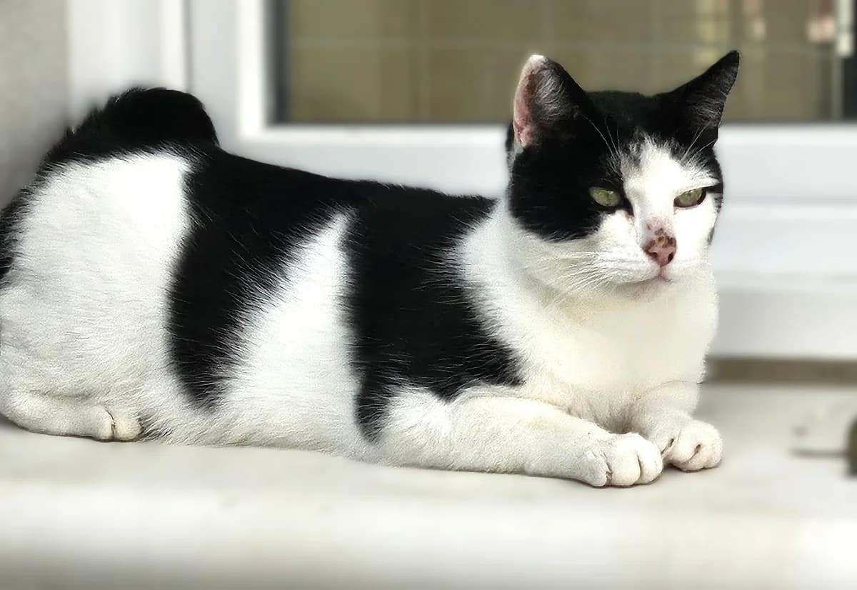 Pikatchu, male Mixed Breed for adoption at SPA Lagord / La Rochelle, Lagord