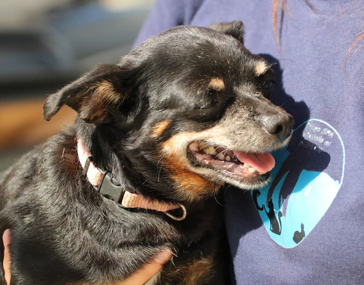 PRINCESSE et RENAUD, female Mixed Breed for adoption at SPA Lagord / La Rochelle, Lagord
