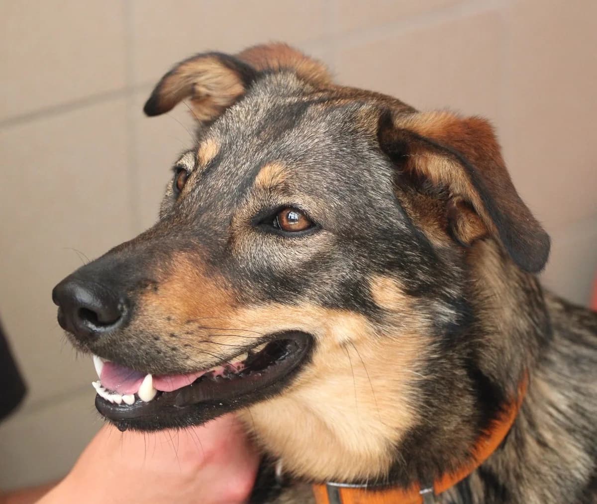 RAYKA, female Mixed Breed for adoption at SPA Lagord / La Rochelle, Lagord