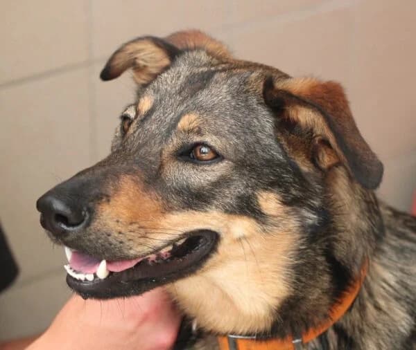 RAYKA, female Mixed Breed for adoption at SPA Lagord / La Rochelle, Lagord