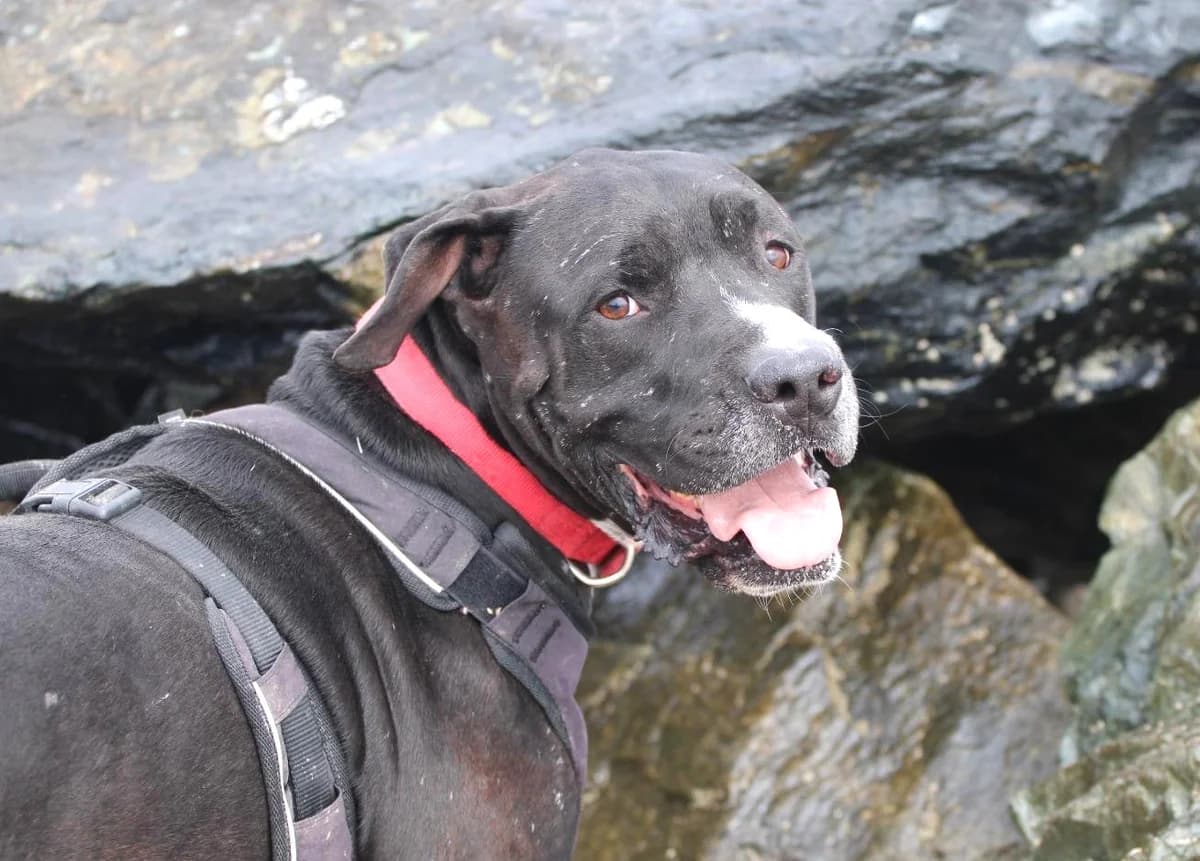 ROCO, female Mixed Breed for adoption at SPA Lagord / La Rochelle, Lagord
