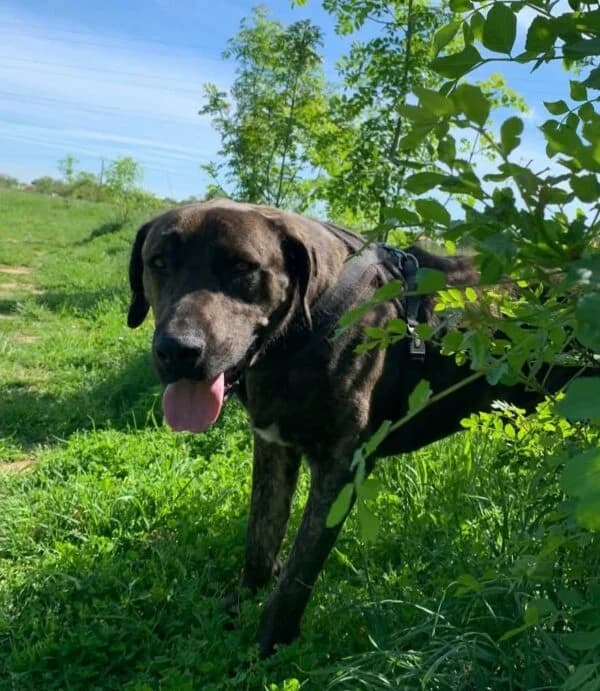 ROX, male puppy Mixed Breed for adoption at SPA Lagord / La Rochelle, Lagord
