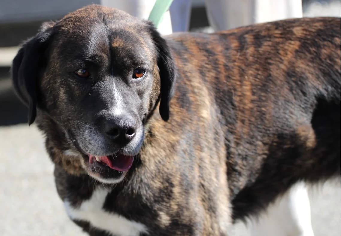 SAINA, female Mixed Breed for adoption at SPA Lagord / La Rochelle, Lagord