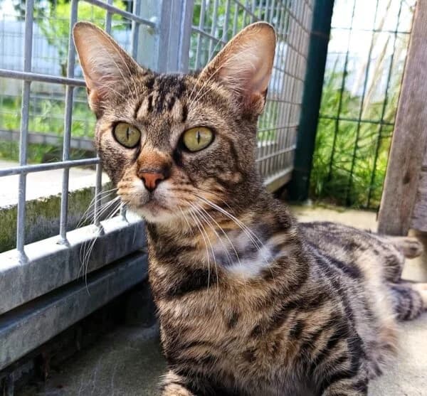 Savannah, female Mixed Breed for adoption at SPA Lagord / La Rochelle, Lagord