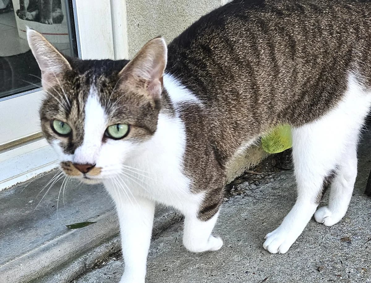 Smoothy, male Mixed Breed for adoption at SPA Lagord / La Rochelle, Lagord