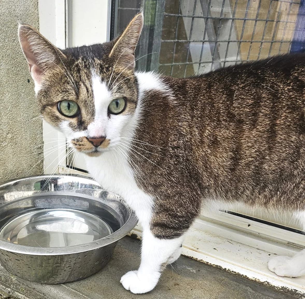 Smoothy, male Mixed Breed for adoption at SPA Lagord / La Rochelle, Lagord